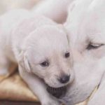 Un cachorro de perro puede comunicarse con su madre durante el embarazo