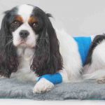 Enfermedad de Legg-Calvé-Perthes en perros: causas, síntomas y remedios