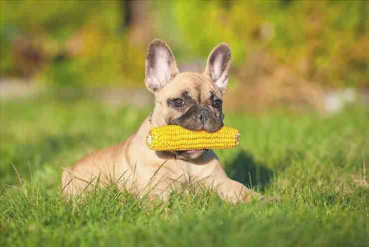 Perro con mazorca de maíz (Foto Adobe Stock)