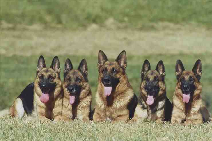 Cría de perros (Foto Adobe Stock)