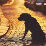 Adoptar un perro perdido, cuando es un delito: qué dice la ley