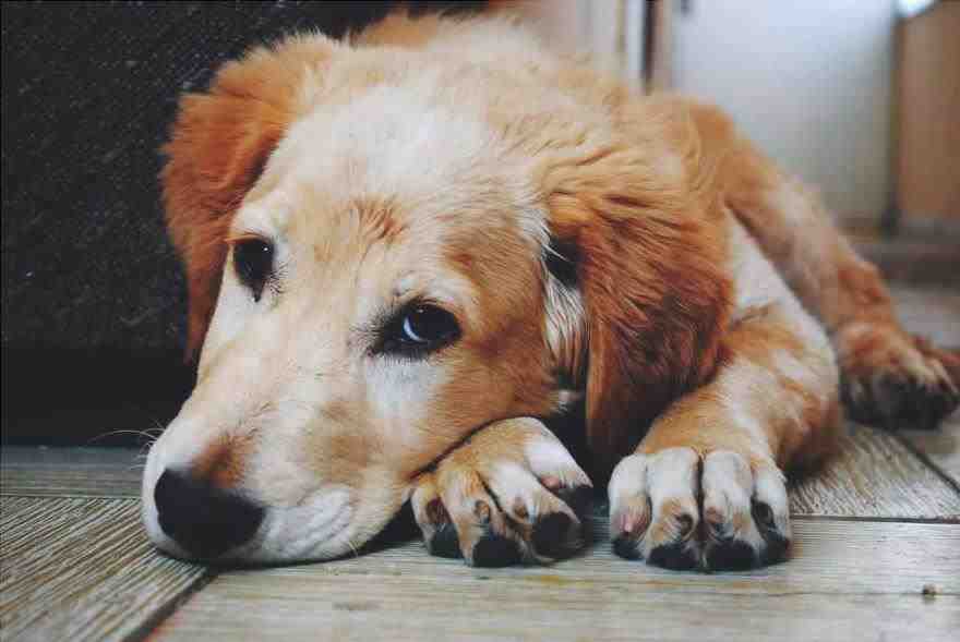 enfermedades transmisibles a los perros desde otros animales