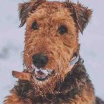 Airedale Terrier: alimentos adecuados y no adecuados