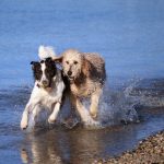 Profunda amistad entre perros: un vínculo sentimental