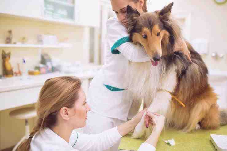 análisis de sangre para perros