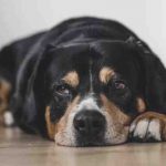 Angiostrongilosis en perros: causas, síntomas y tratamiento