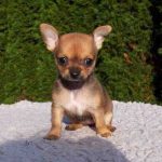 Chihuahuas: carácter, precio, salud, cachorros, alimentación y cuidados