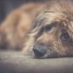 Anomalía de Pelger-Huët en los perros: causa, síntomas y tratamiento