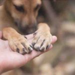 Infecciones en las uñas de los perros: síntomas, causas y tratamiento