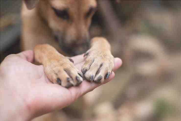 infecciones en las uñas de los perros
