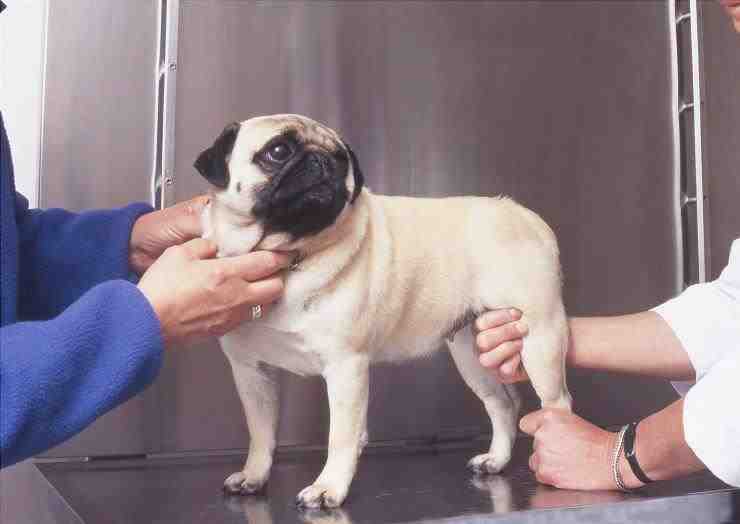 artritis en perros