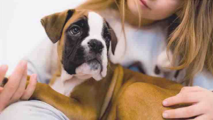astenia cutánea en perros