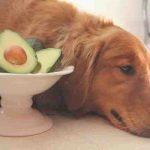 ¿Pueden los perros comer aguacates? Toda la verdad sobre una fruta controvertida