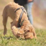 Intoxicación por anticoagulantes en perros: síntomas y tratamiento