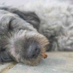 Intoxicación por arsénico en perros: causas, síntomas y tratamiento