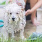 Cómo lavar a su perro en casa: incluyendo el tratamiento antiparasitario