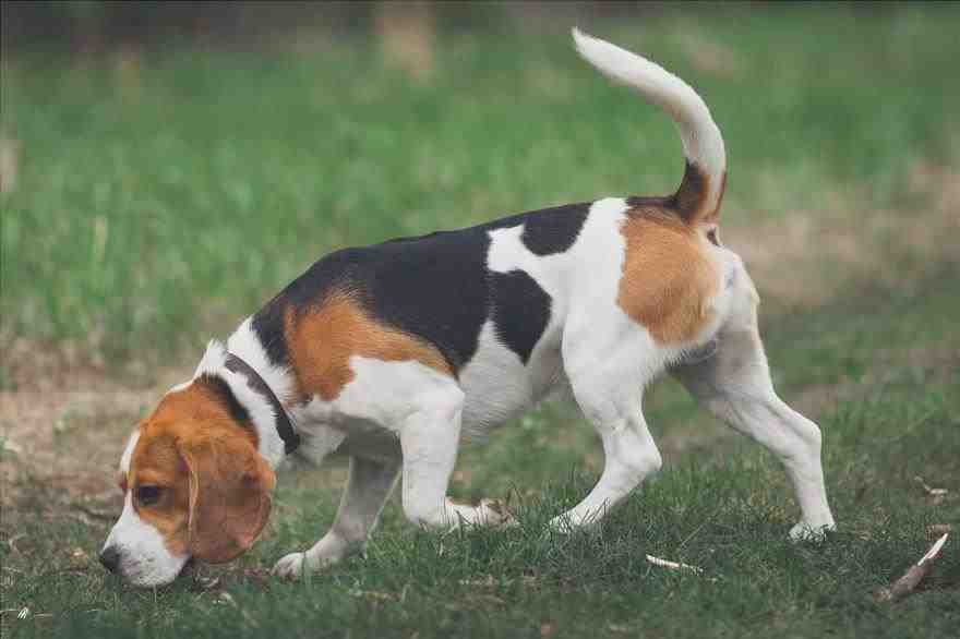 Perros Beagle condrodistróficos