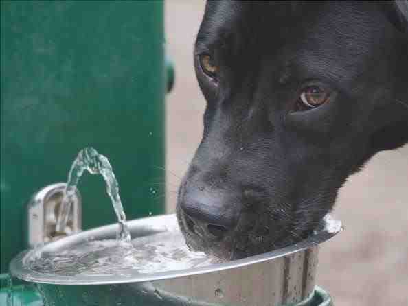 agua potable para perros