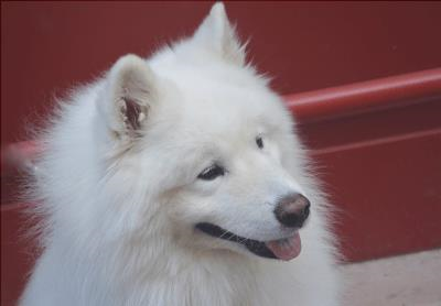 razas de perros blancos