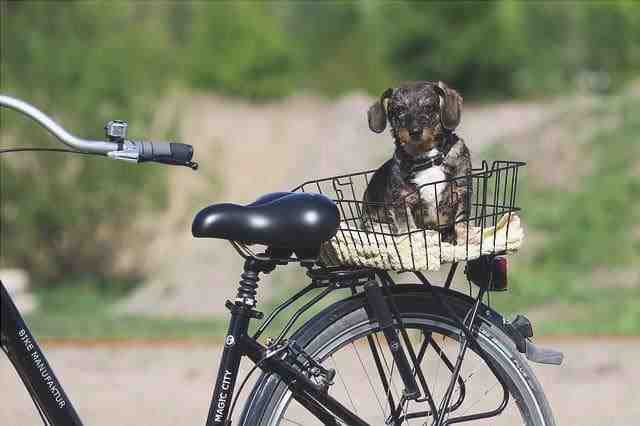 perro en bicicleta