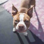 boston-terrier-pup-1752894-1280-2.jpg