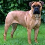 Perro de raza Bullmastiff con hocico grande y oscuro
