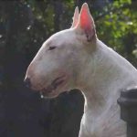 Enfermedades comunes del Bull Terrier: problemas, tratamientos y predisposiciones