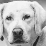 Cálculos renales en perros: causas, síntomas y tratamiento