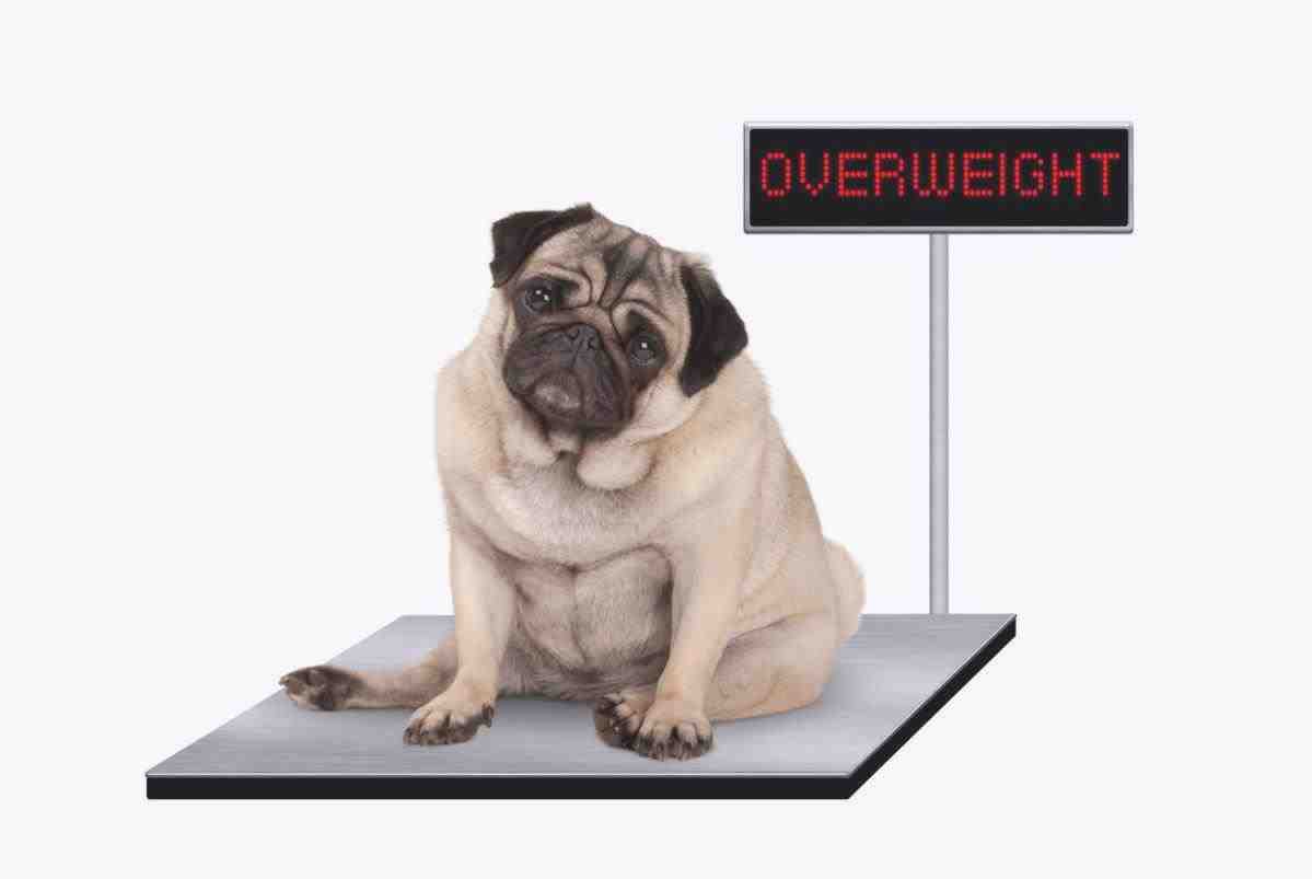 cómo hacer que su perro pierda peso