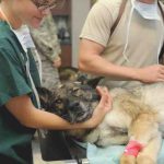hinchazón subcutánea en los perros: causas, diagnóstico y tratamiento