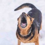 Factores que desencadenan la agresividad canina: cómo prevenirla