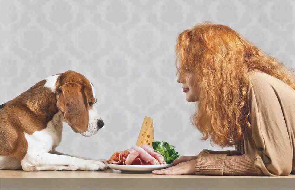 Cómo alimentar a su perro