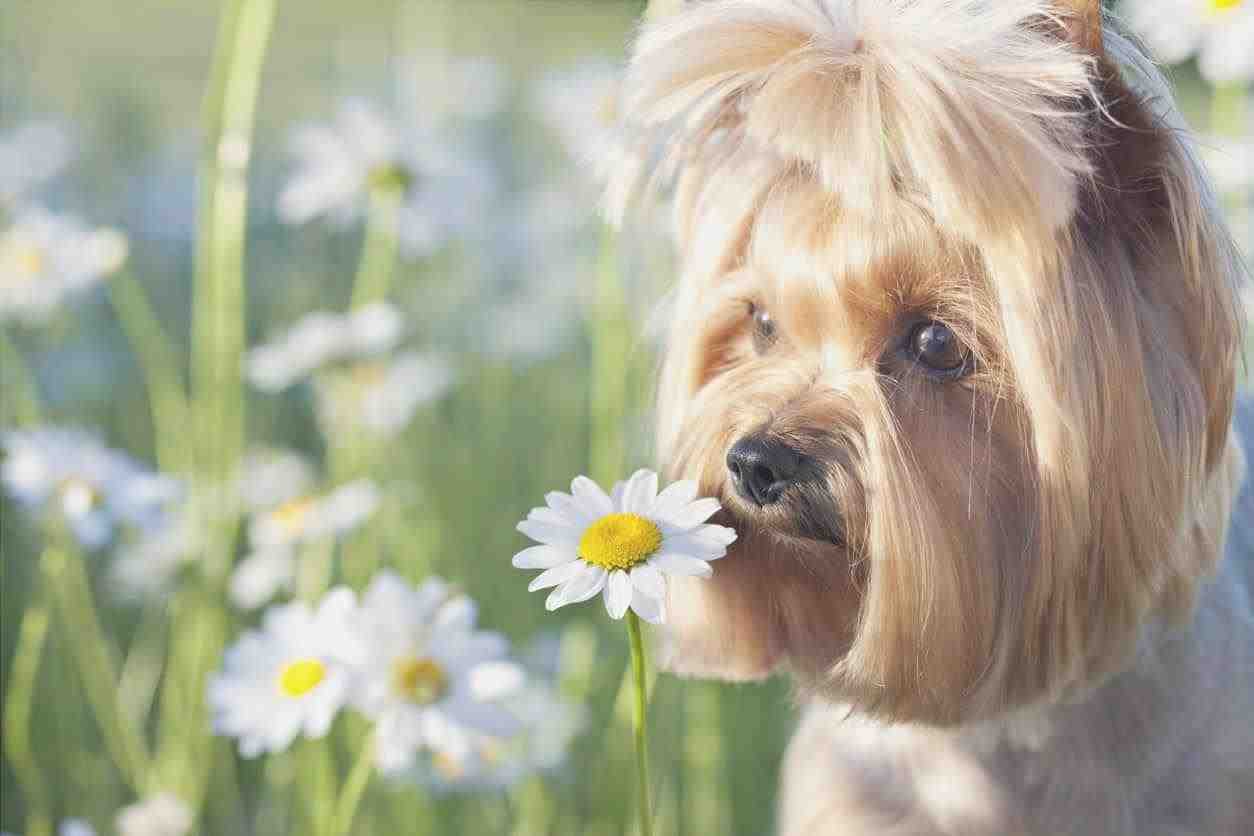 remedios naturales para perros