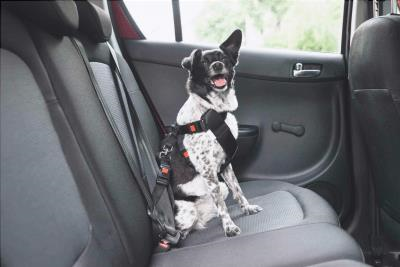 seguridad de los perros en el coche