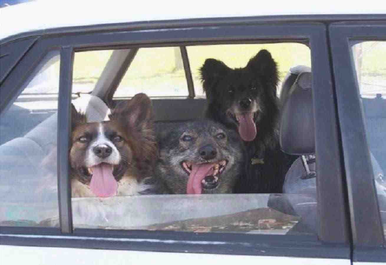 perros libres en los coches