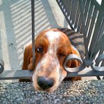 Verano, perros abandonados en los balcones: qué hacer, cómo denunciar