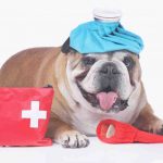 Botiquín de primeros auxilios para su perro: qué debe contener