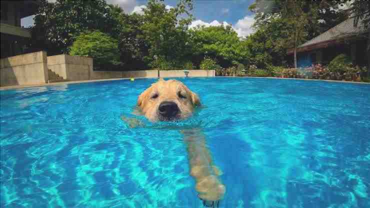 El perro se bebió el agua de la piscina