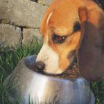Comida húmeda y seca para perros. Qué elegir entre latas y croquetas