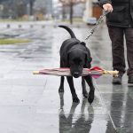 Educar al perro para las zonas urbanas