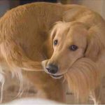 Para qué sirve la cola del perro: funciones y enfermedades recurrentes