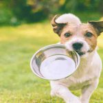 ¿Puede su perro comer frutos secos? Todo lo que necesita saber