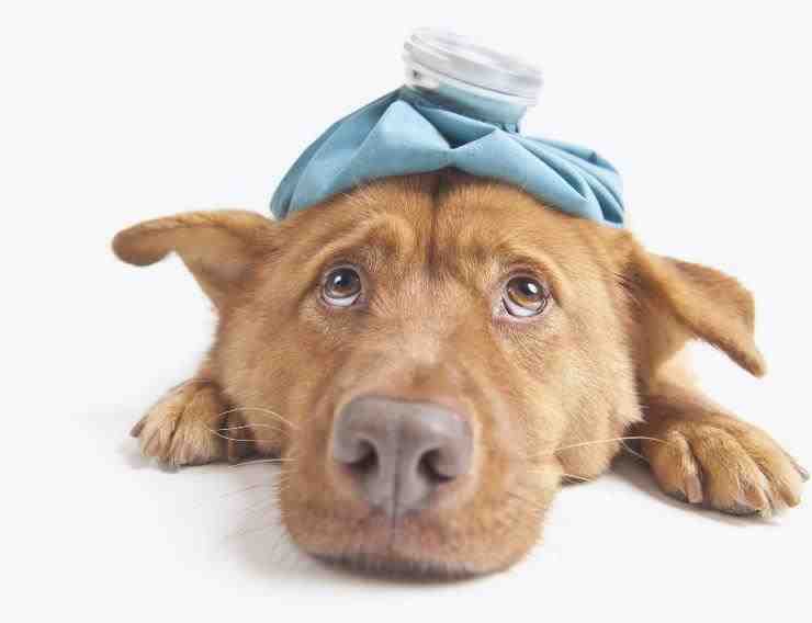 fiebre de infección en perros