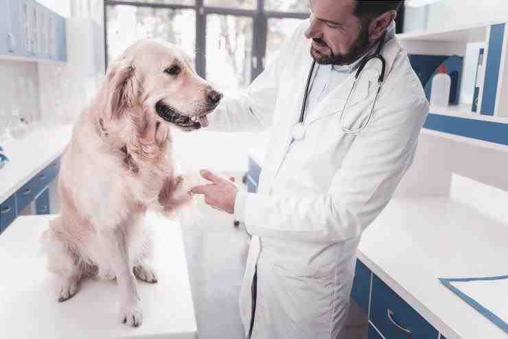 perro veterinario