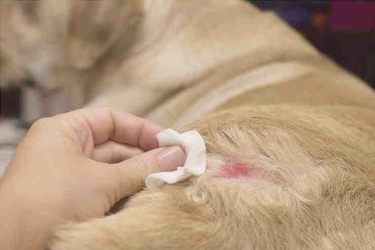 Manchas en perros: síntomas y re a la dermatitis - GatosPerros.net
