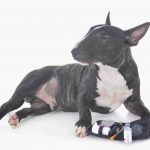 Complicaciones de la diabetes en los perros: las más comunes
