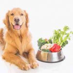 ¿Puede su perro comer achicoria? Verduras en la dieta de Bobi