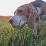 Puede tu perro comer hierba gatera: beneficios y cantidades