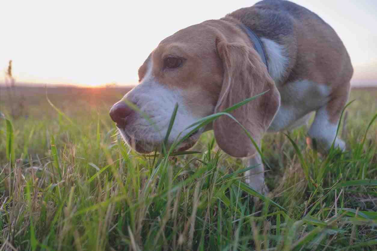 Los perros pueden comer hierba gatera