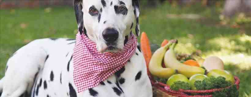 Fruta y verdura para el perro
